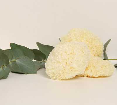 Tremella orgánica (hongo de nieve)