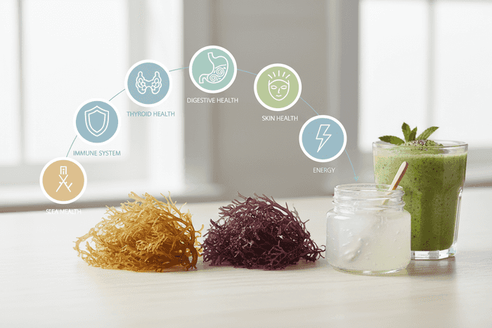 Відкрийте для себе дивовижні переваги морського моху article cover