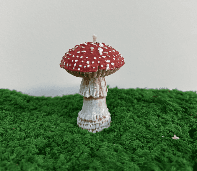 נר ארומה Amanita muscaria