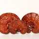 Reishi tinktur