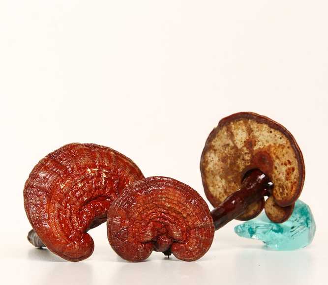 Reishi tinktūra