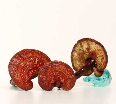 Reishi tinktur